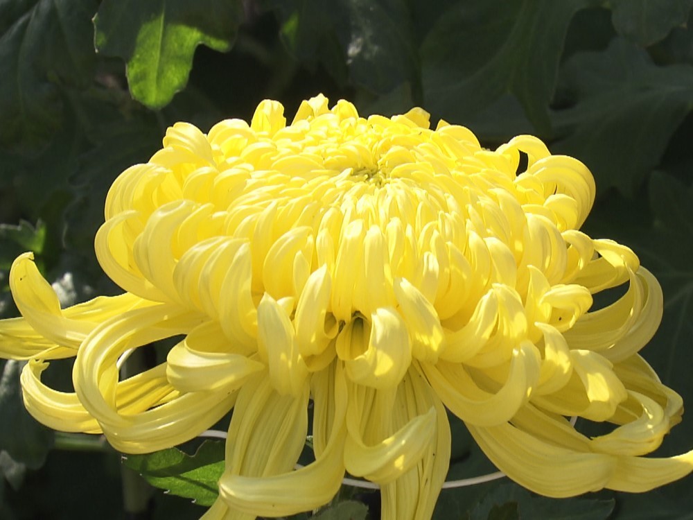 色鮮やかな大輪の花…愛好家が育てた菊の花の展示会 猛暑の影響で生育遅く11月上旬には見ごろに 東海テレビNEWS