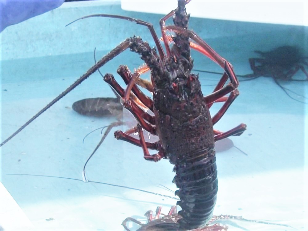 伊勢エビにブリも 三重きいながしま港市 鮮魚等の特産品が通常より2割程お値打ちに 三重 紀北町 東海テレビnews