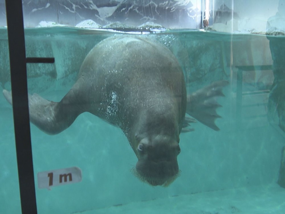 嫁ぎ先ではメスが出迎え 伊勢シーパラダイスのセイウチ タンポポ 南知多ビーチランドに嫁入り 東海テレビnews