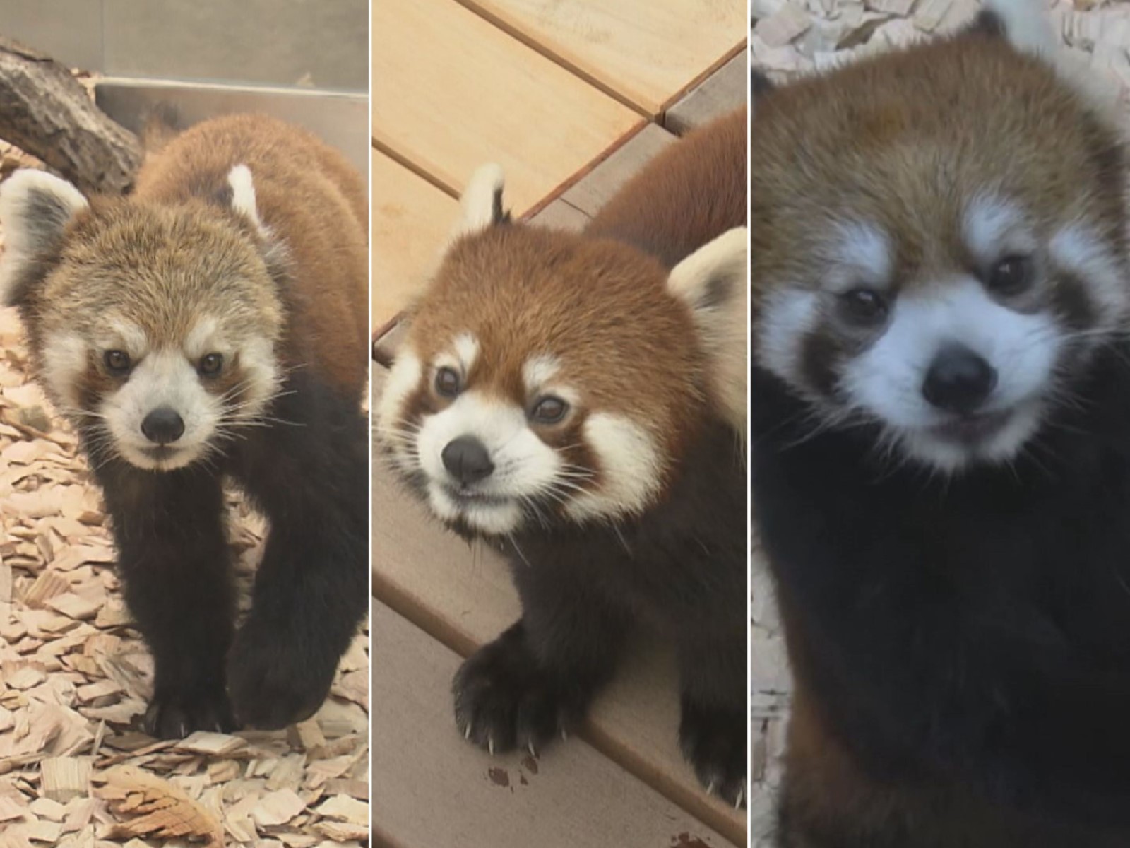 そっくりですが 見分け方 あります 名古屋 東山動植物園に来たレッサーパンダ3頭 10日デビューへ 東海テレビnews