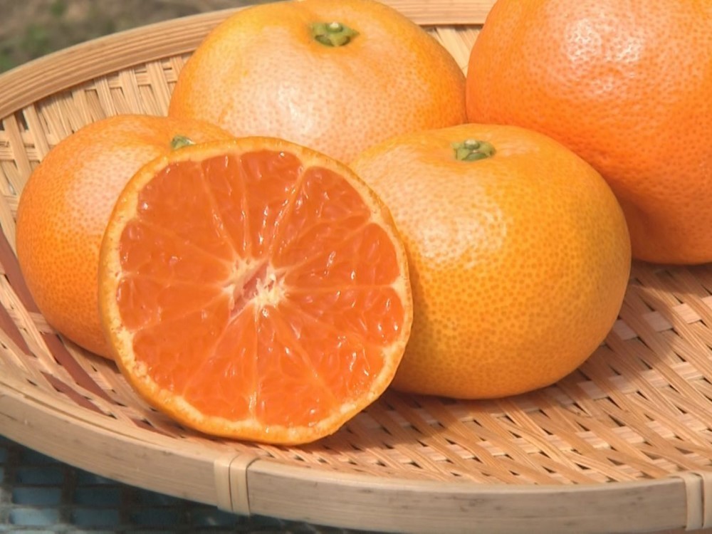 New売り切れる前に お年寄りからお子様まで安心して飲める 蒲郡みかんの早生品種 宮川早生 を使用したおいしさをギュッと絞った100 みかんジュースです 愛知 お土産 蒲郡みかんジュース 宮川早生7ml 6本セット 果汁100 みやげ ドリンク Kg Scps Edu Hk