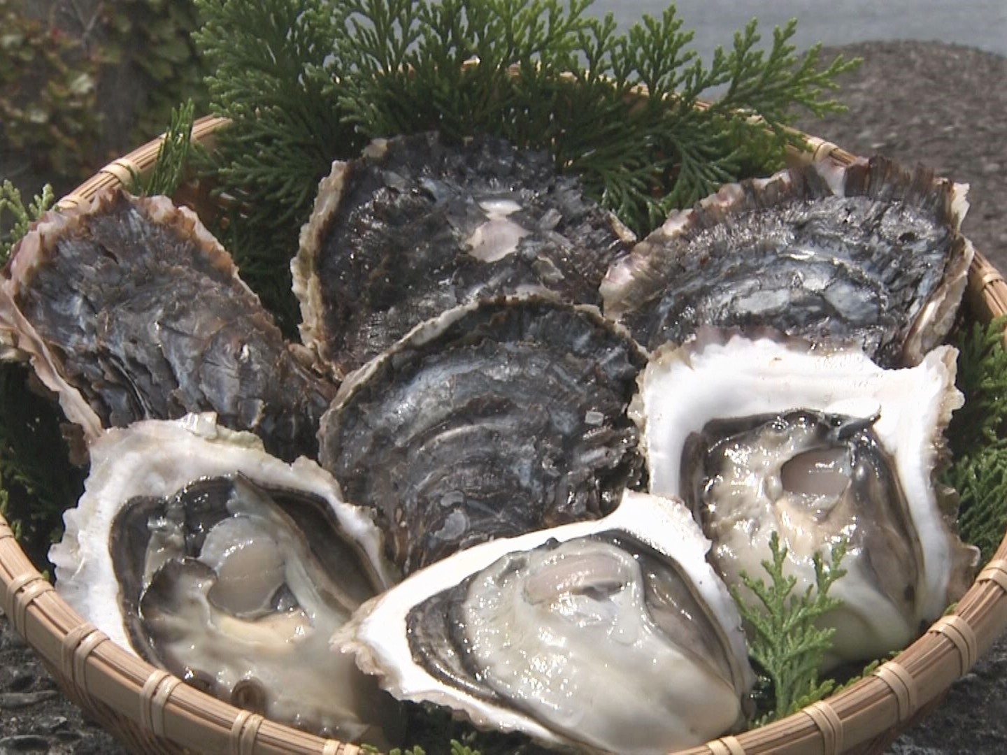 「海のチーズ」とも…養殖岩ガキの出荷が最盛期 冬の牡蠣より2倍以上大きく濃厚な風味 三重・紀北町