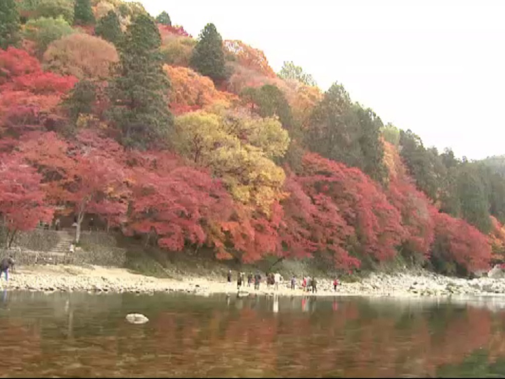 密集モミジが魅力も 多過ぎ で 紅葉の名所 香嵐渓で間伐始まる 専門家は 4割減 提言 東海テレビnews