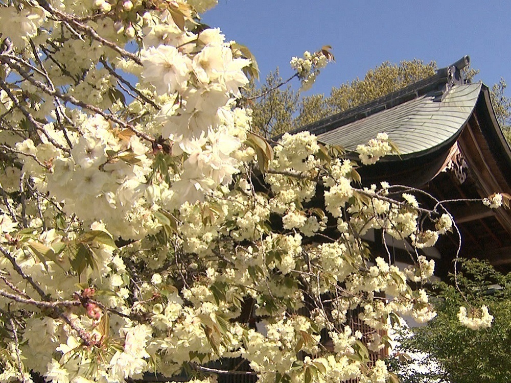 21日までは夜間ライトアップ 樹齢約300年のウコンザクラが満開 愛知 岡崎市 上地八幡宮 東海テレビnews